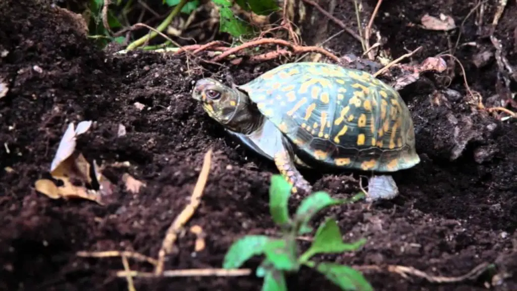 Description: Image result for tortoise hybernation