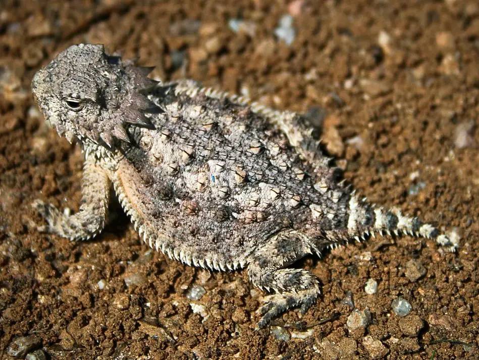 Can You Have a Horned Toad As a Pet? 