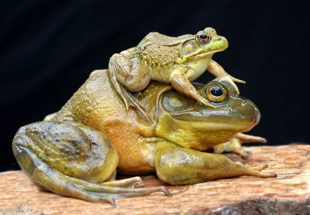 American Bullfrog Care Sheet | Reptiles' Cove