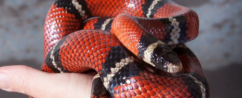 milksnake handling