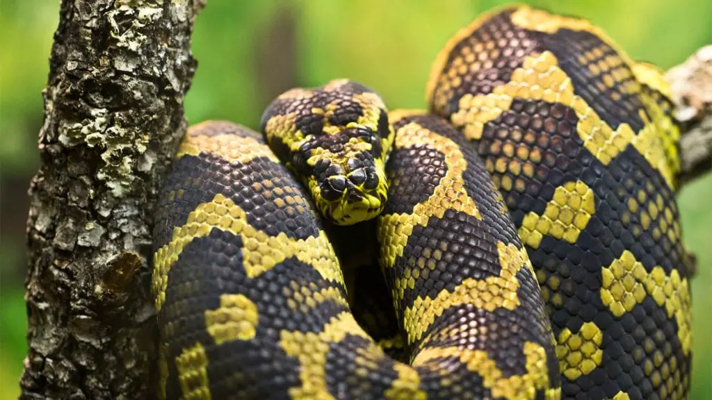 carpet python