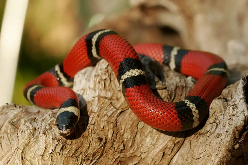 7 Best Pet Snakes Beginners Can Trust | Reptiles' Cove