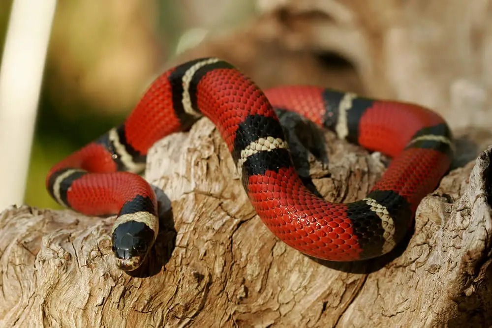 Are Snakes Good Pets For Beginners