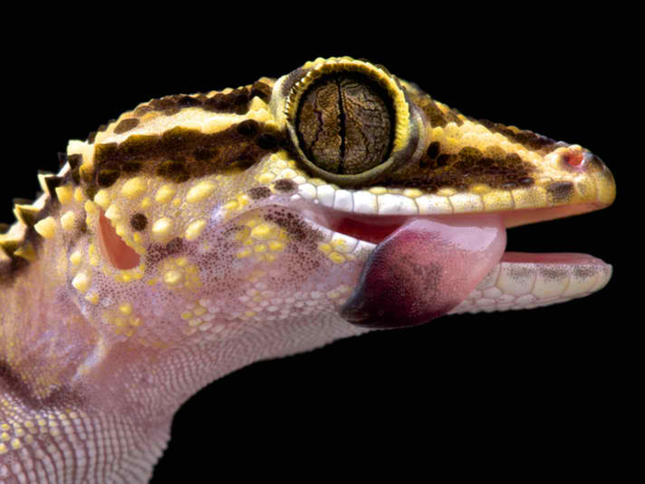 Description: Lotharas gecko