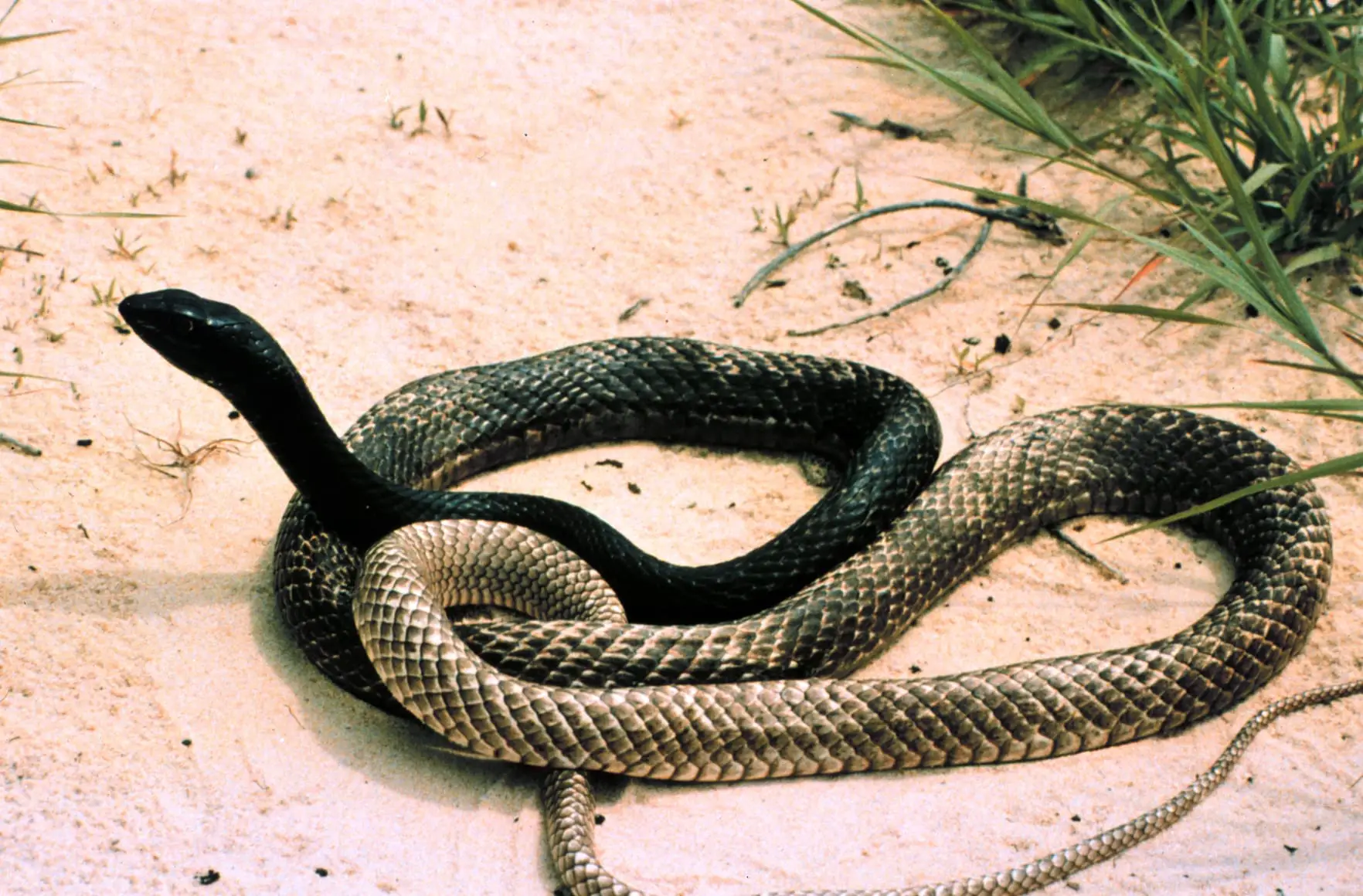 Masticophis Or Coluber Snakes / Eastern Racer
