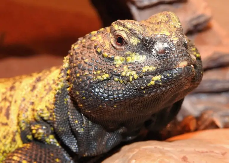 Mali Uromastyx Care Sheet | Reptiles' Cove