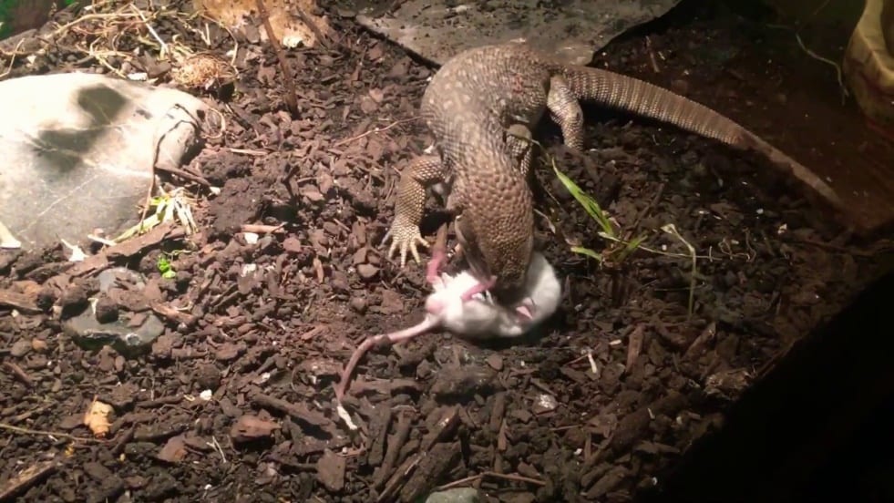 Description: Image result for monitor lizard eating