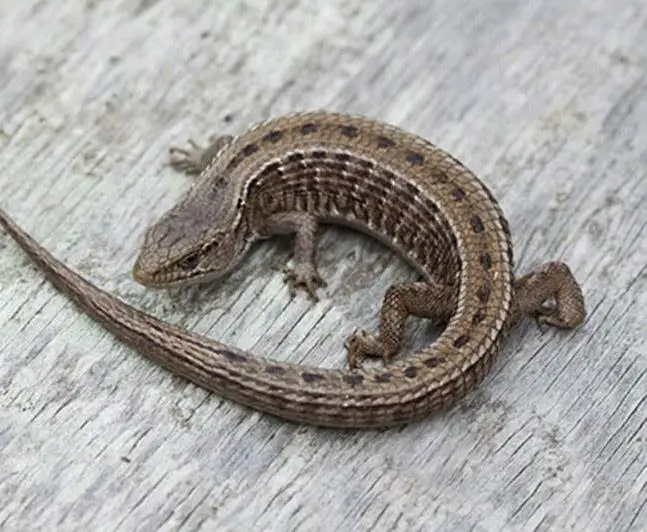 Northern Alligator Lizard Care Sheet Reptiles Cove