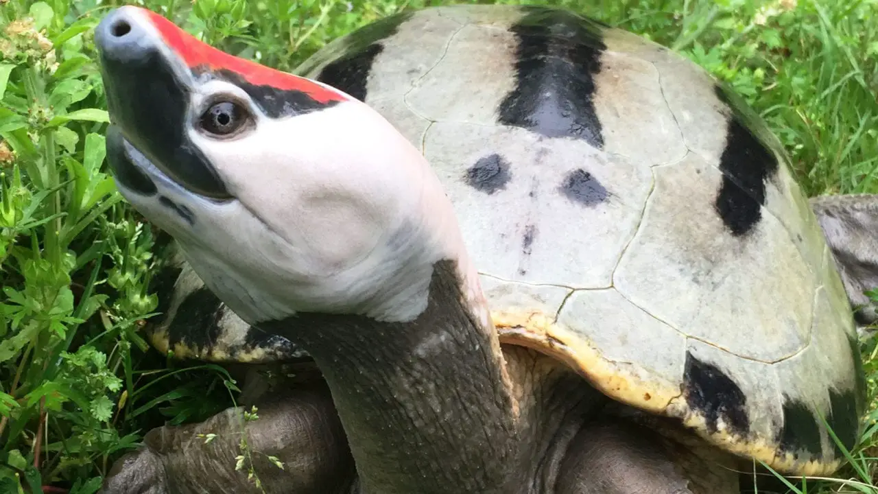 Painted Terrapin Turtle