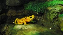 Description: Panamanian Golden Frog