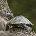 Pearl River Map Turtle
