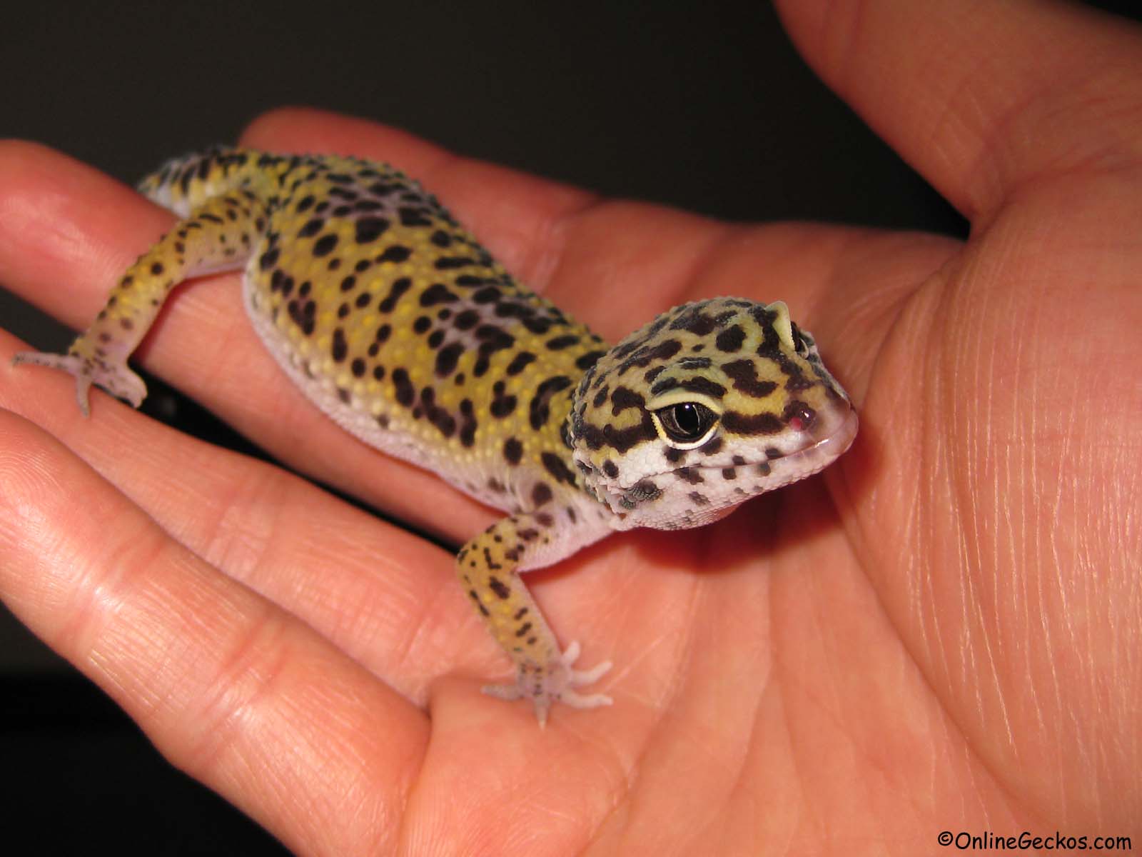 15 Ways to Take Good Care of Your Lizard | Reptiles' Cove