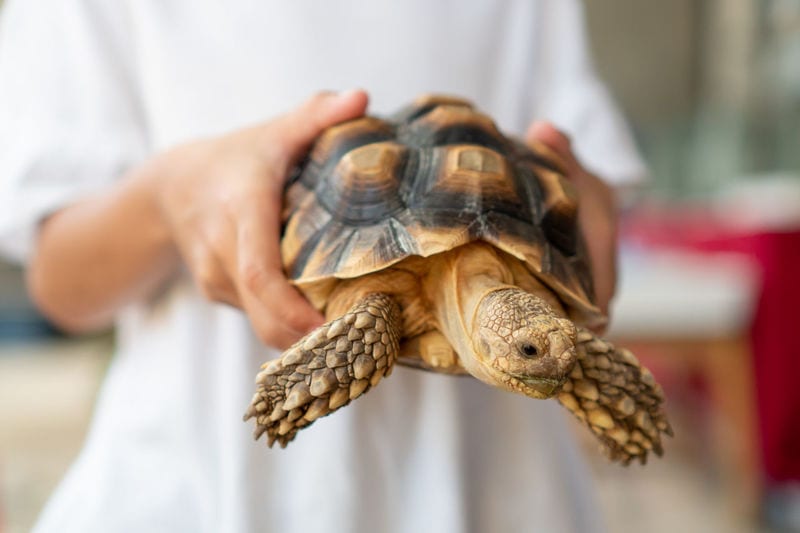 Description: Image result for hold tortoise