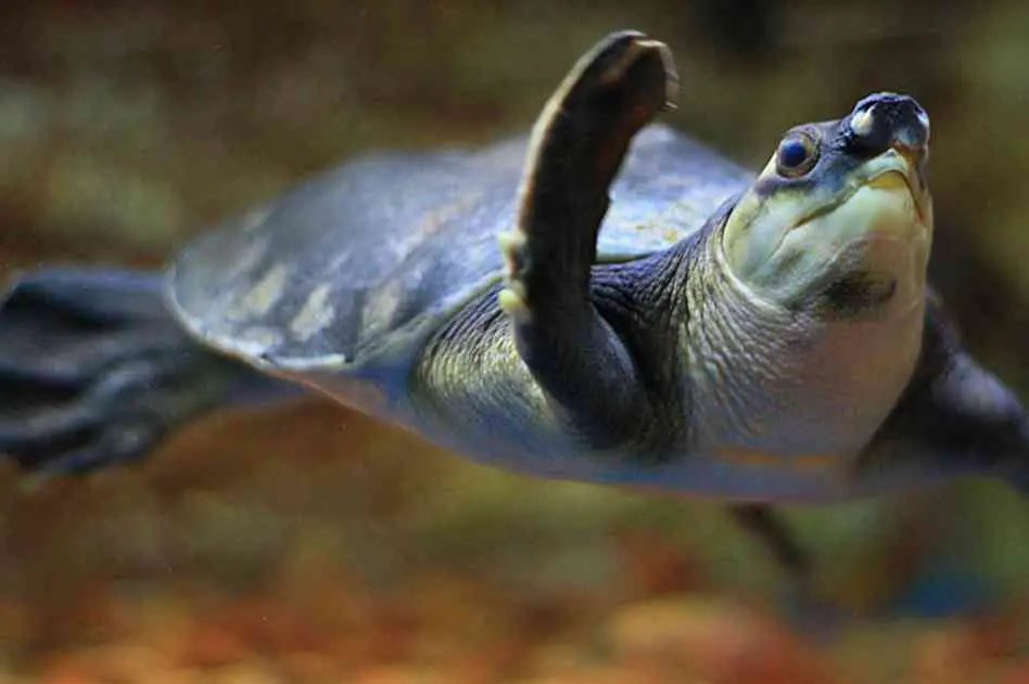 Pig-Nosed Turtle
