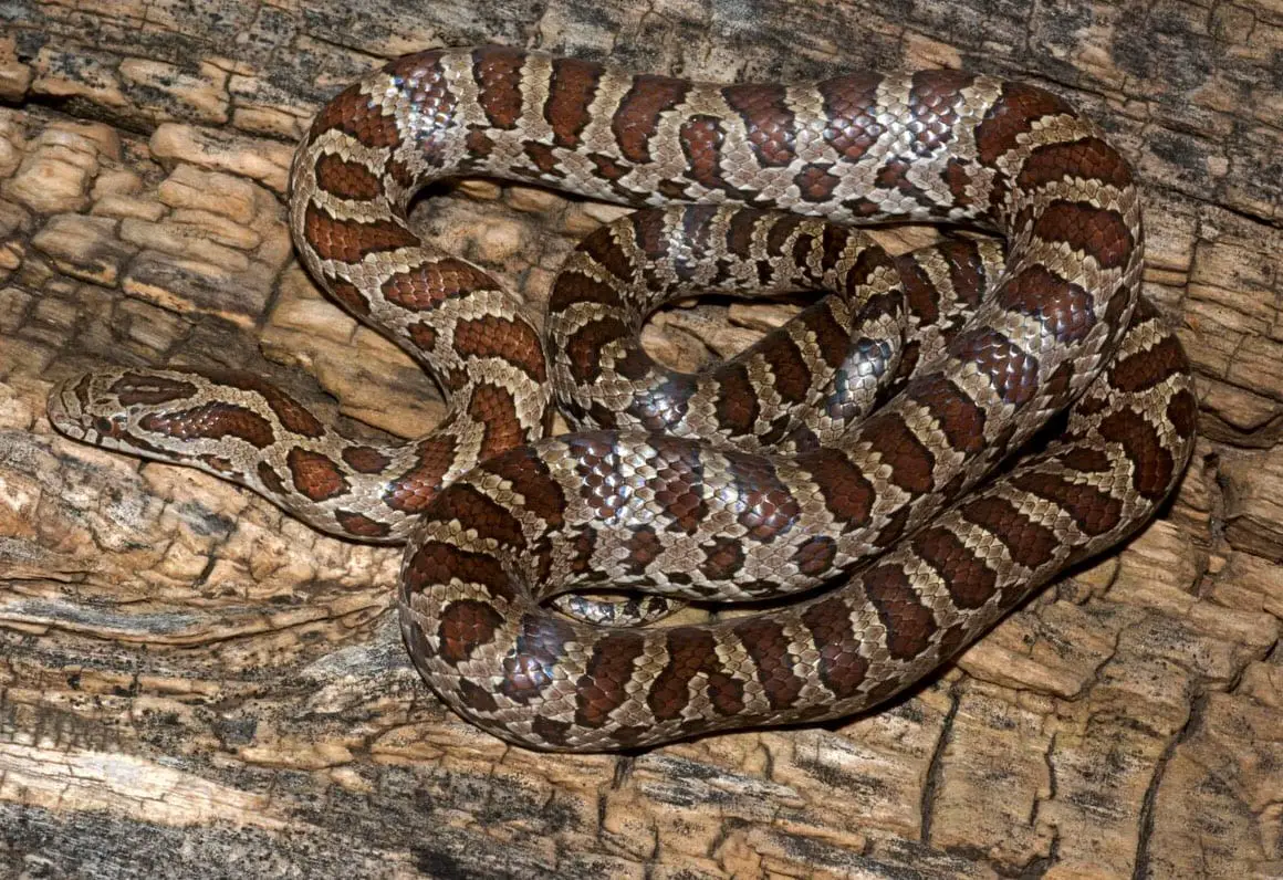 Prairie Kingsnakes / Yellowbellied Kingsnake Care Sheet Reptiles' Cove