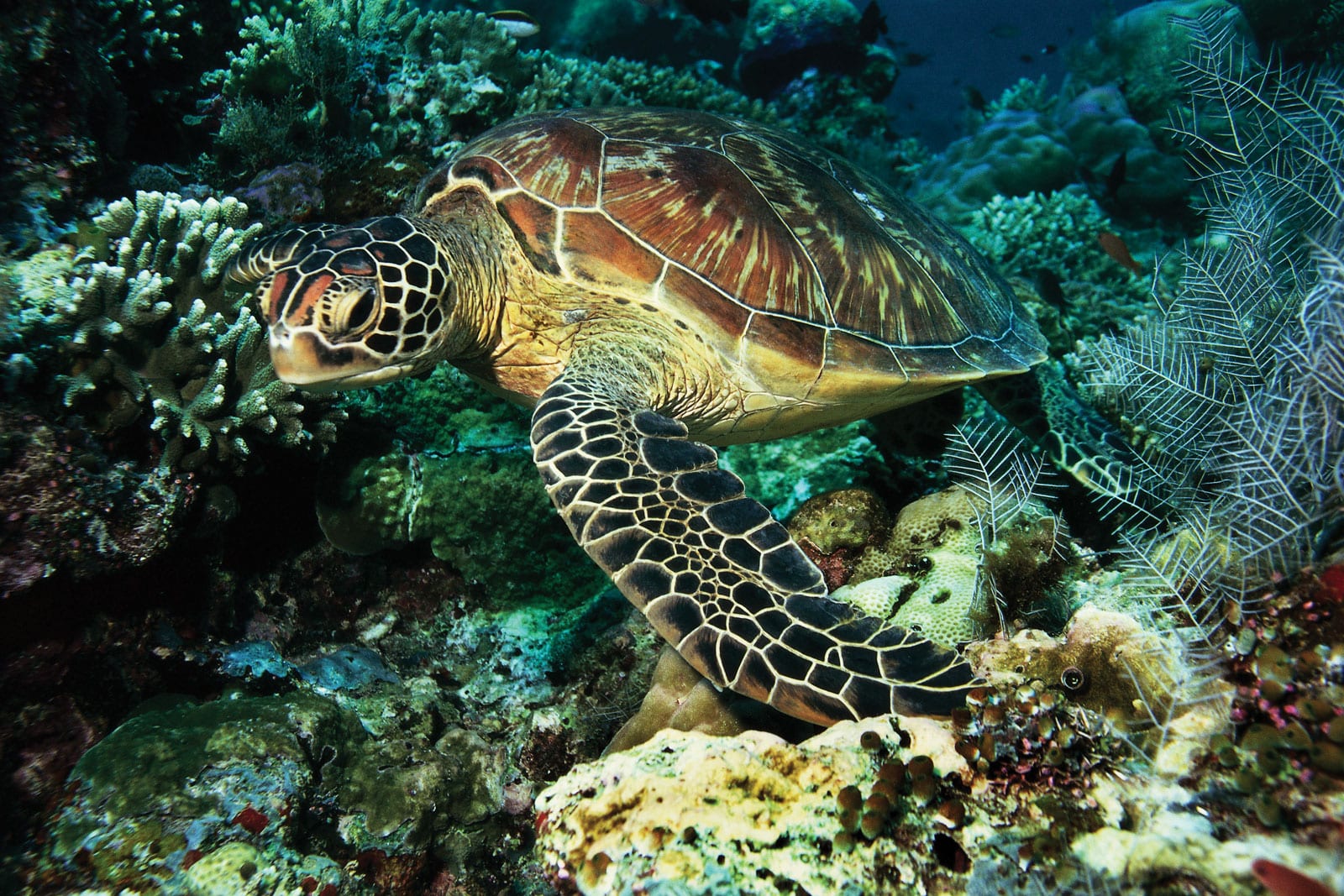 Turtles Reproduction Facts A Must Read Reptiles Cove