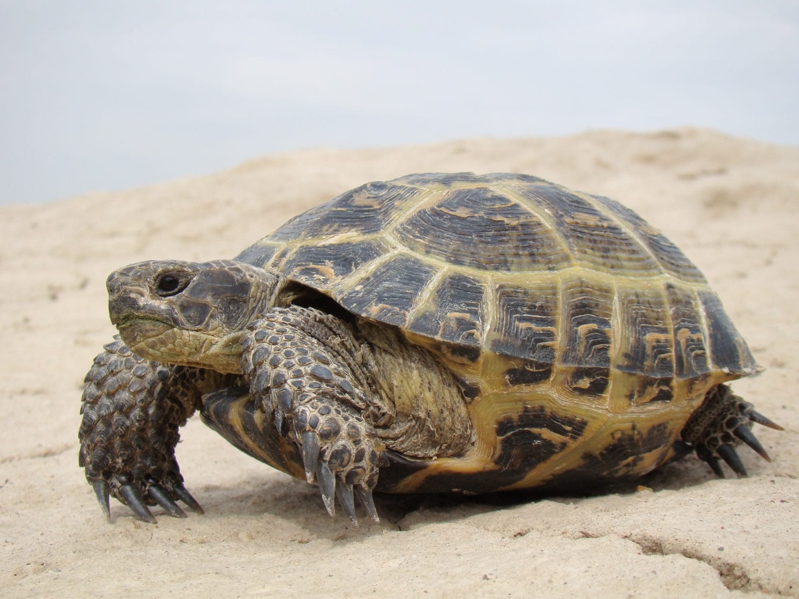 russian-tortoise-care-sheet-reptiles-cove