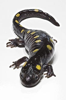 Description: Image result for What Do Salamanders Look Like?
