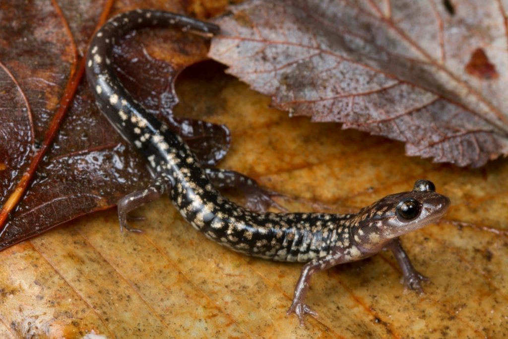 Description: Image result for Habitat Destruction of Salamanders