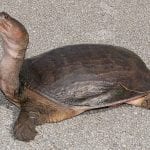 Smooth Softshell Turtle