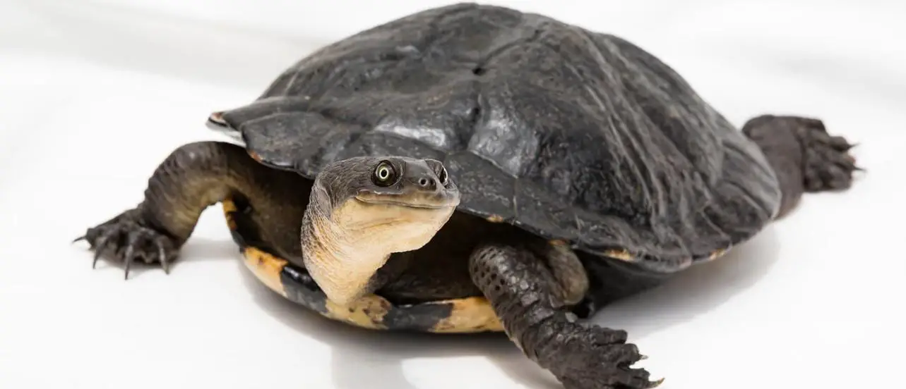 Growing Snake-Necked Turtles Guide | Reptiles' Cove