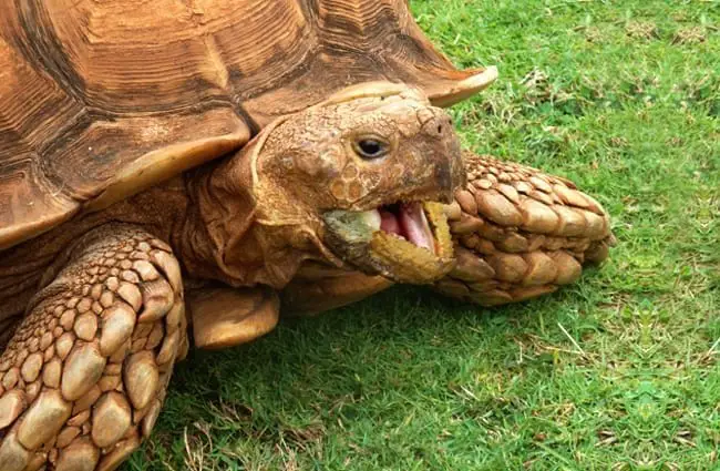 sulcata tortoise care in winter