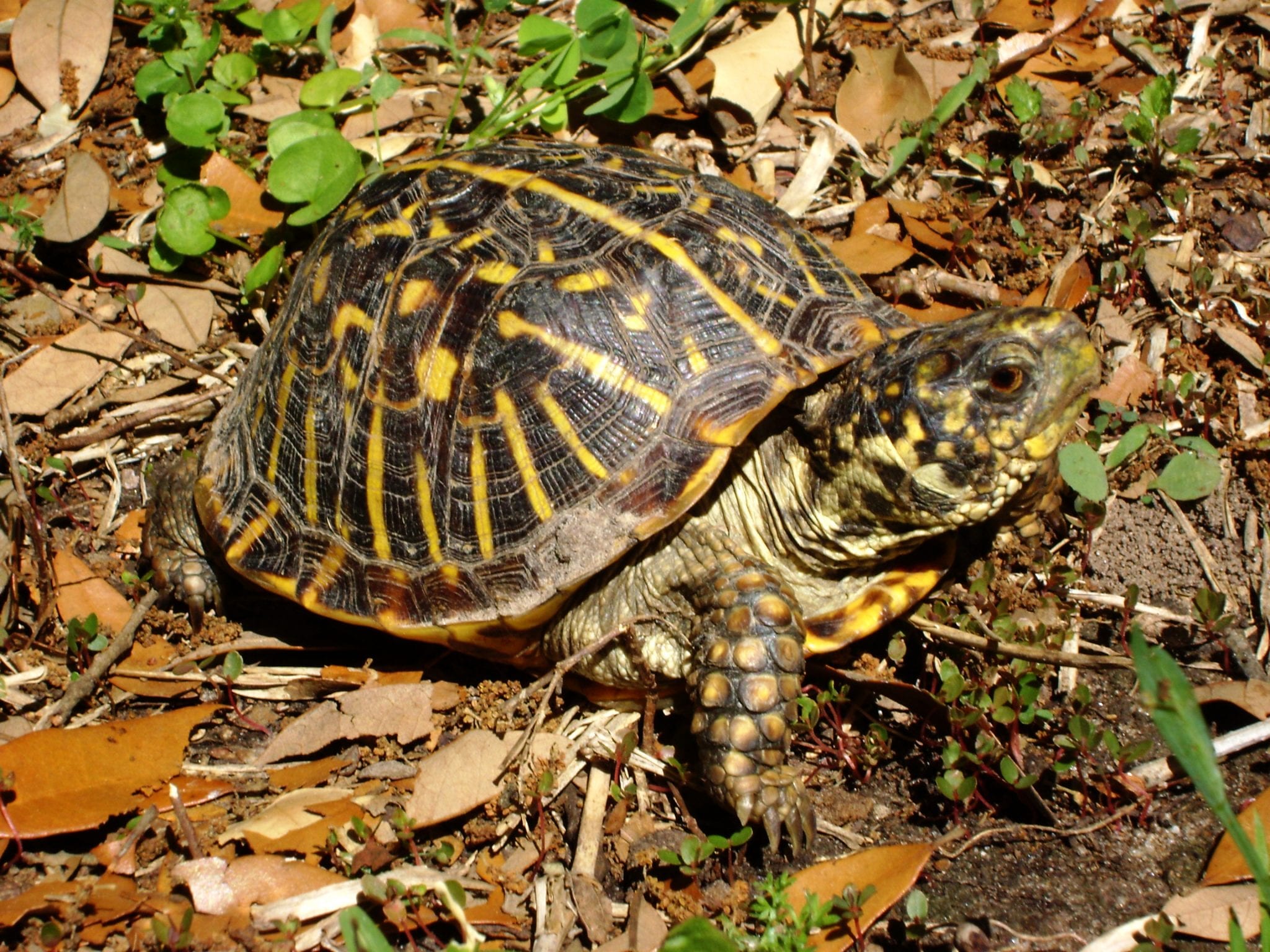 How to care for a box turtle Idea