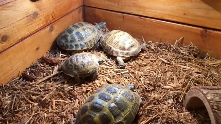 What Makes A Great Breeding Enclosure For Russian Tortoises Reptiles