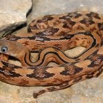 Trans-Pecos Rat Snake
