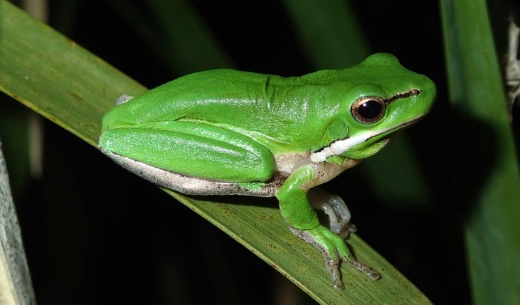 Should You Have Green Tree Frogs as Pets? | Reptiles' Cove