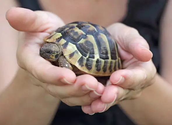 Description: Image result for Other Turtle Handling Tips