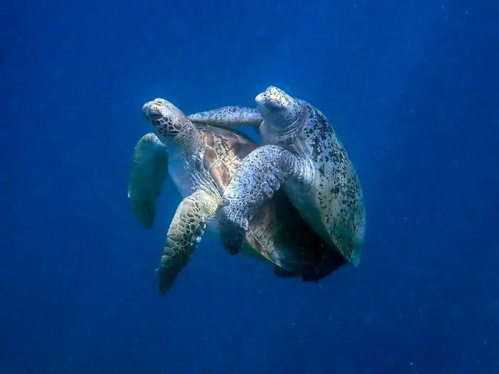 Turtle's Reproduction Facts A MustRead Reptiles' Cove