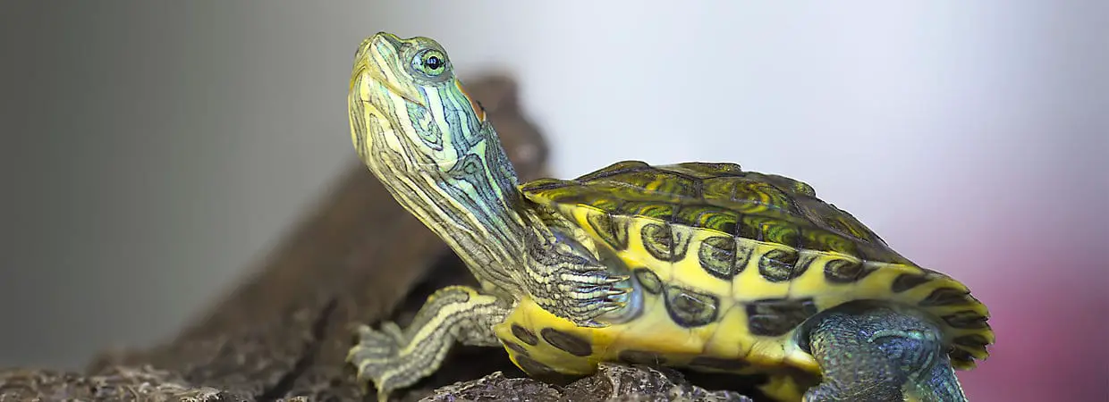 Secrets to Having Healthy Turtles | Reptiles' Cove