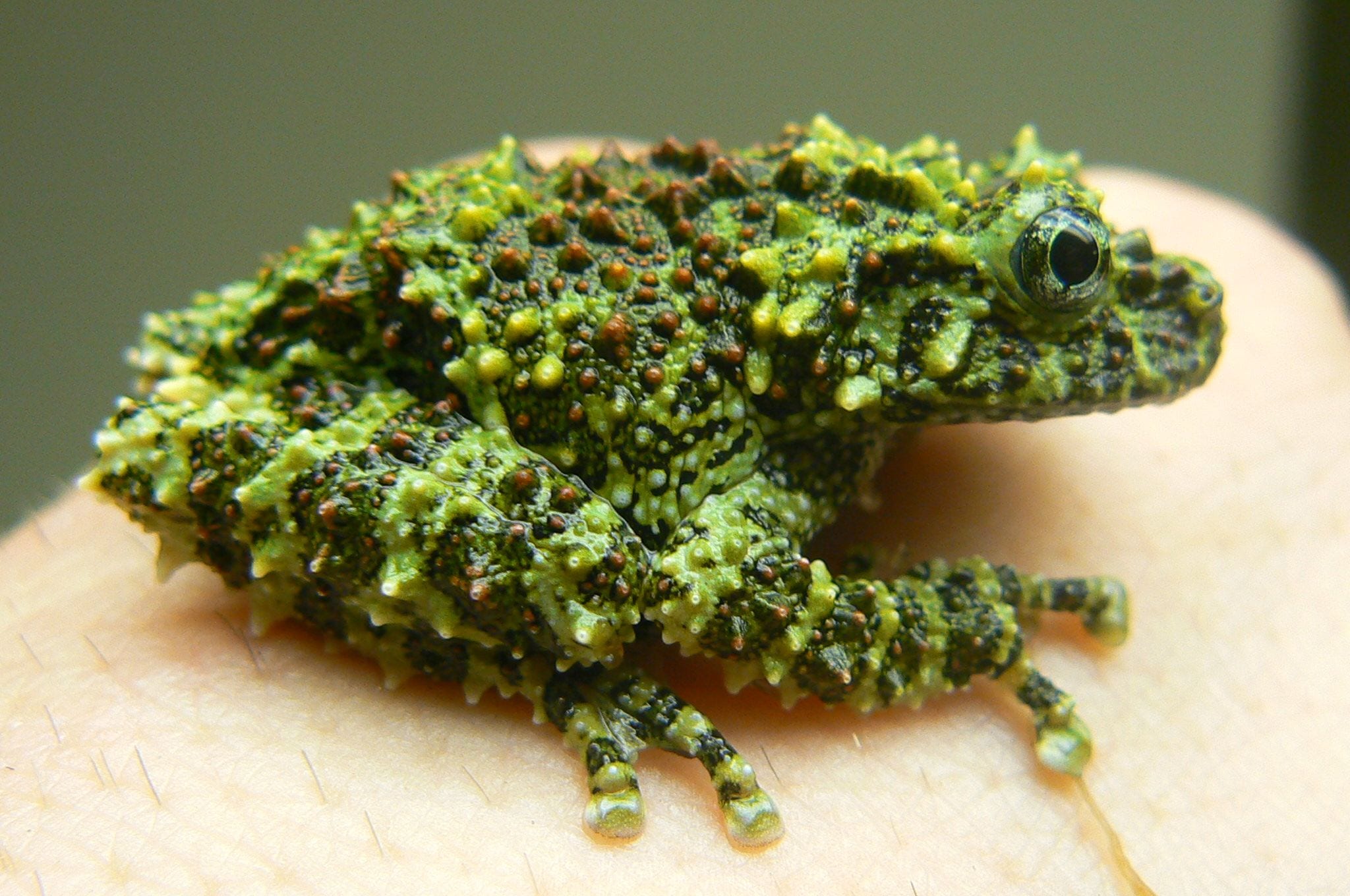 Vietnamese Mossy Frog