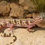 Western Banded Gecko