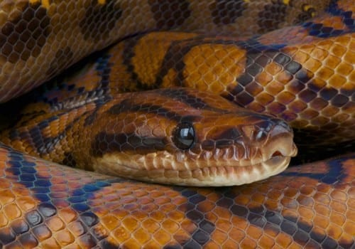 Brazilian Rainbow Boa Care Sheet – Reptiles by Mack