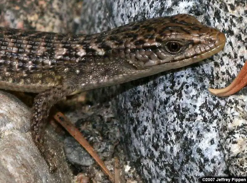 Northern Alligator Lizard Care Sheet Reptiles Cove