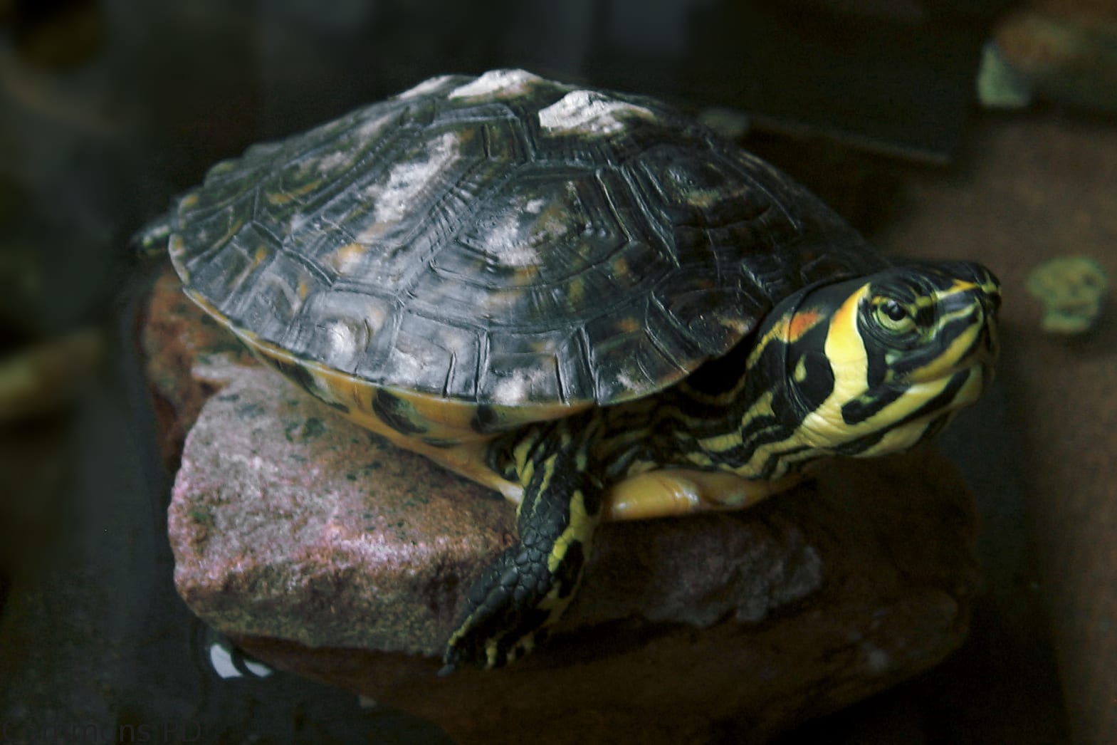 Yellow-Bellied Slider