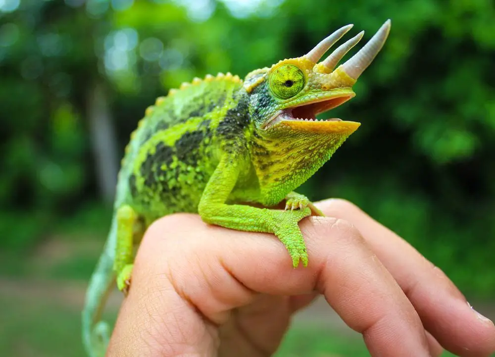 Jackson's Chameleon Care Sheet | Reptiles' Cove