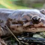Idaho Giant Salamander